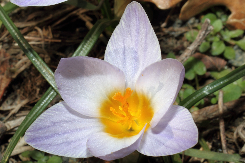 Un po'' di Crocus liguri (visto che  il periodo)